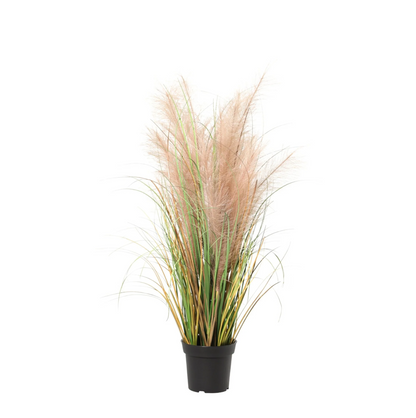Designpflanze Phragmites Gras
