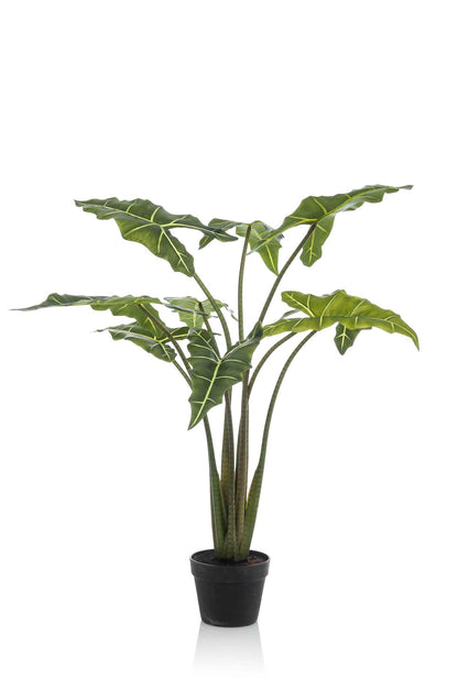 Designpflanze Alocasia Frydek