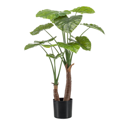 Designpflanze Alocasia Olifantsoor