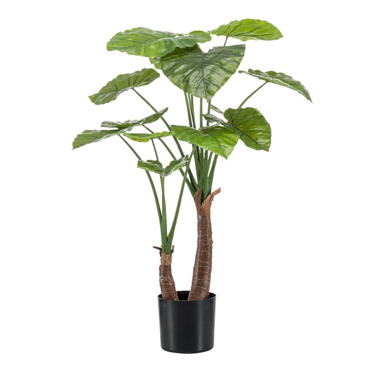 Designpflanze Alocasia Olifantsoor