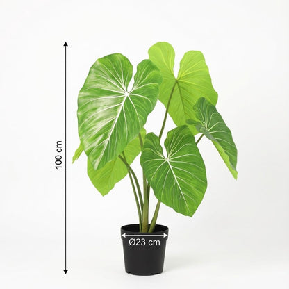 Designpflanze Philodendron