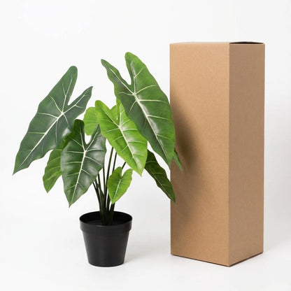 Designpflanze Alocasia Polly