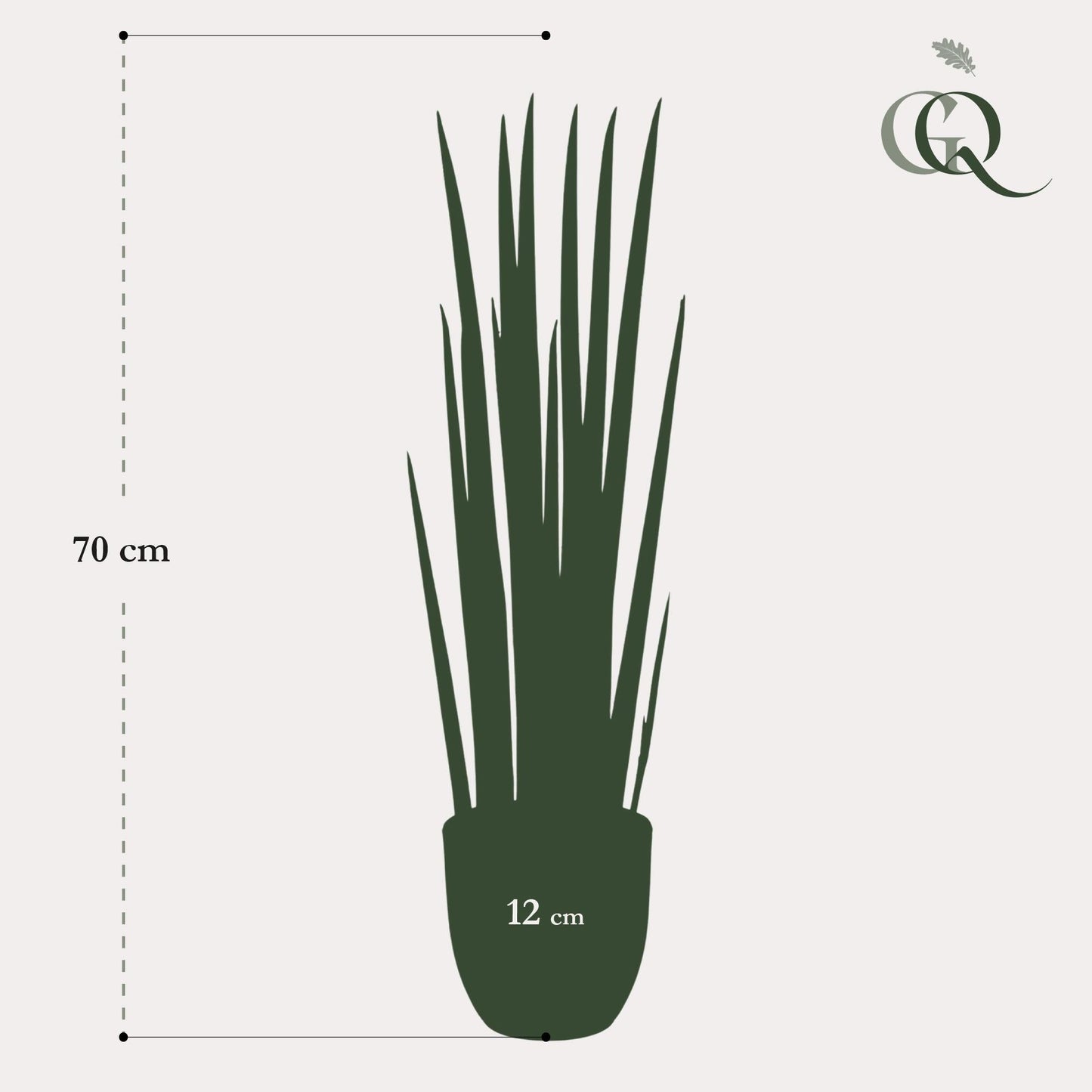 Designpflanze Sansevieria Cylindrica Frauenzunge