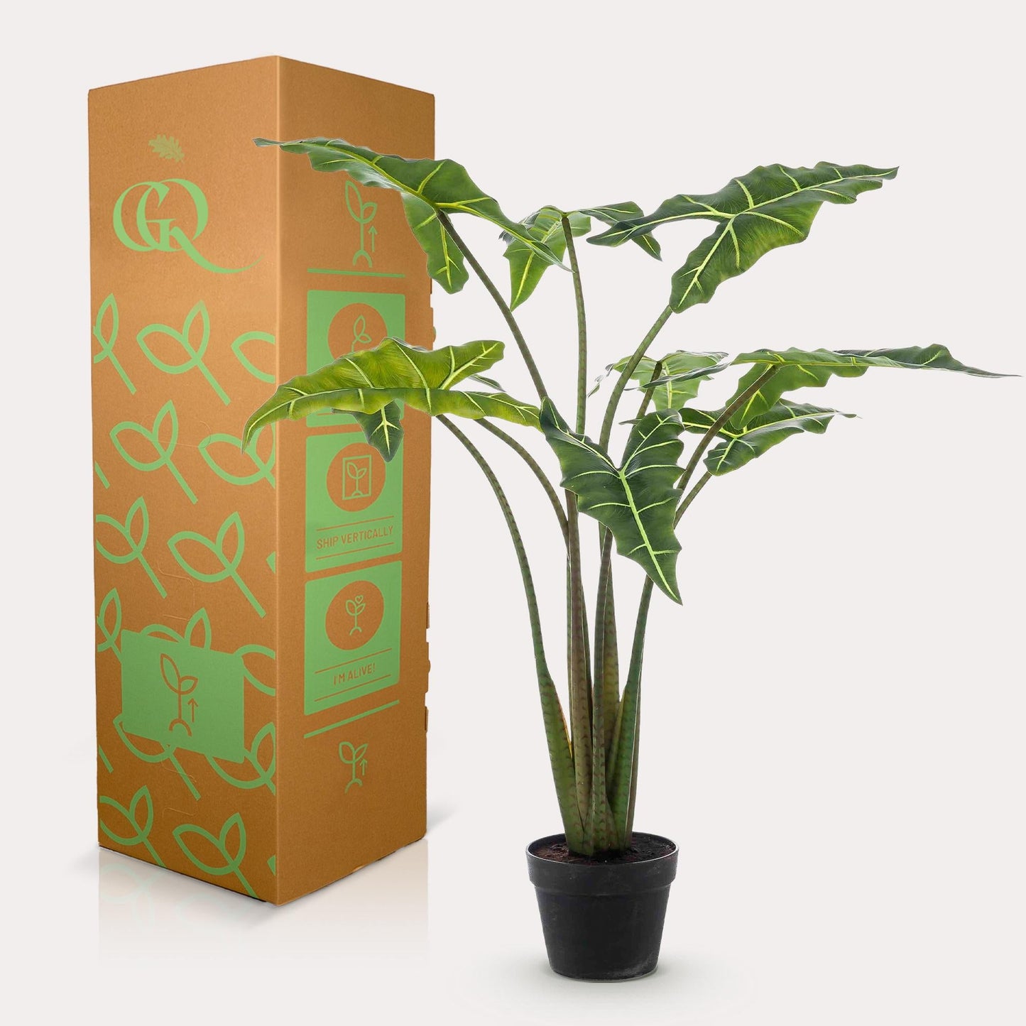 Designpflanze Alocasia Frydek