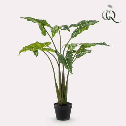 Designpflanze Alocasia Frydek