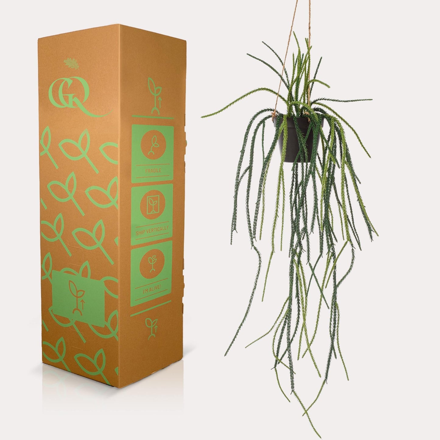 Designpflanze Rhipsalis Korallenkaktus