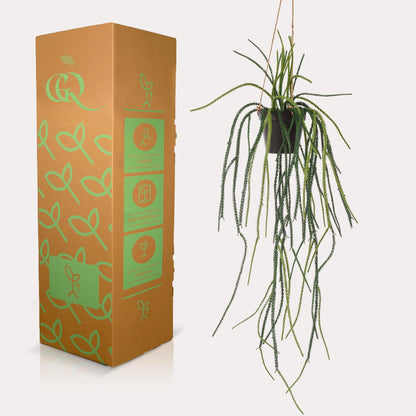 Designpflanze Rhipsalis Korallenkaktus