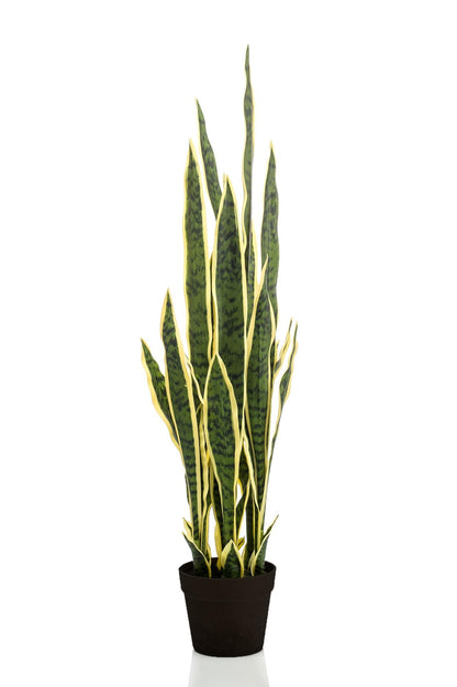 Designpflanze Sanseveria Trifasciata Frauenzunge