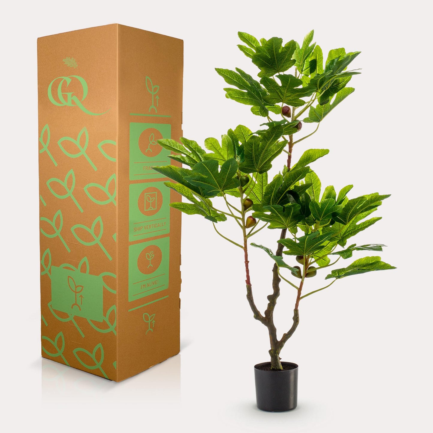 Designpflanze Ficus Carica Feigenbaum