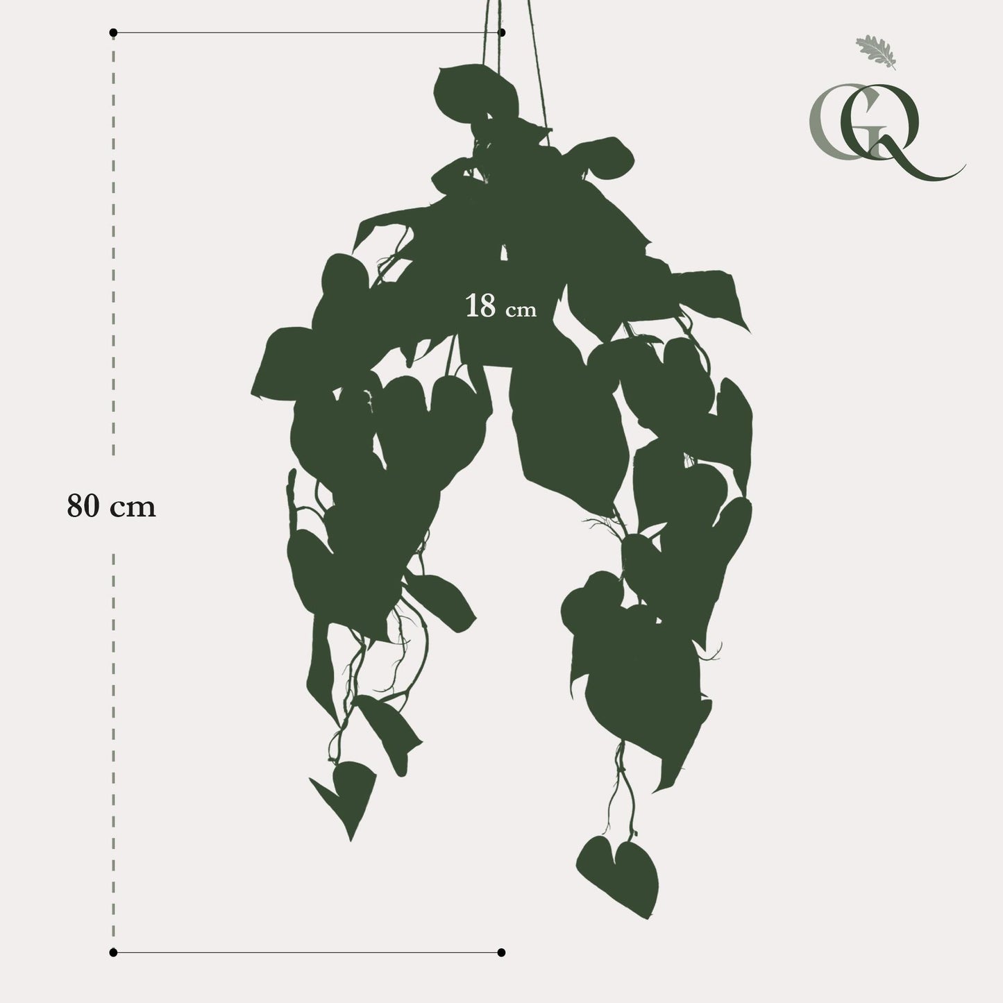 Designpflanze Anthurium Clarinervium