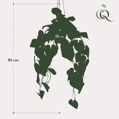 Designpflanze Anthurium Clarinervium