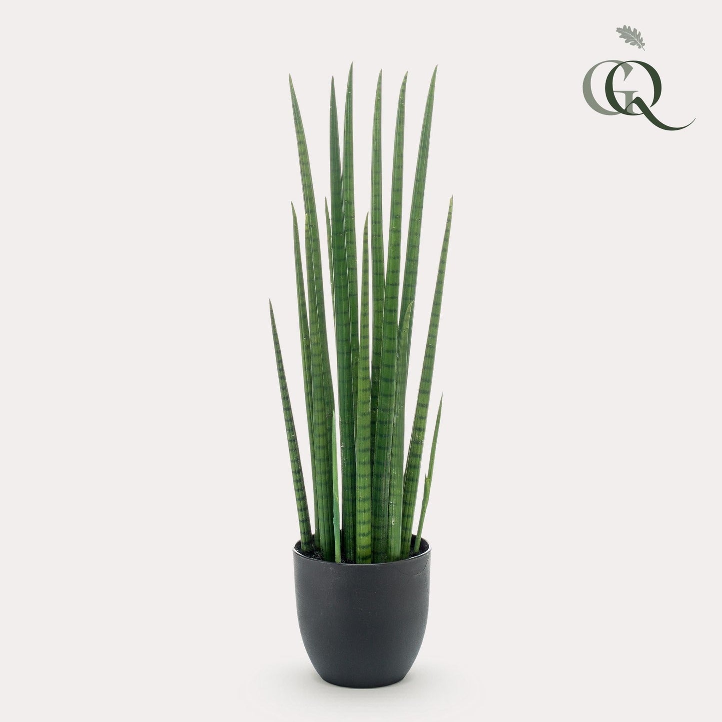 Designpflanze Sansevieria Cylindrica Frauenzunge