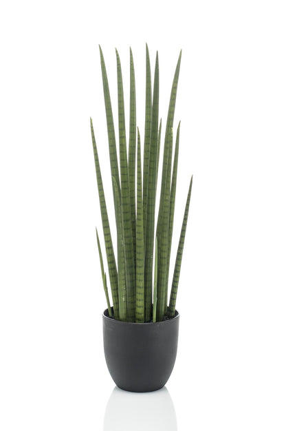 Designpflanze Sansevieria Cylindrica Frauenzunge