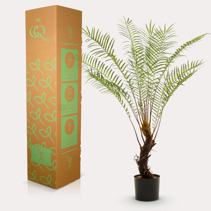 Designpflanze Baumfarn