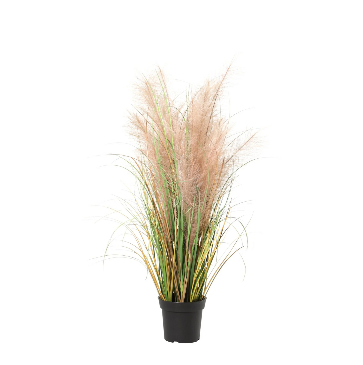 Designpflanze Phragmites Gras