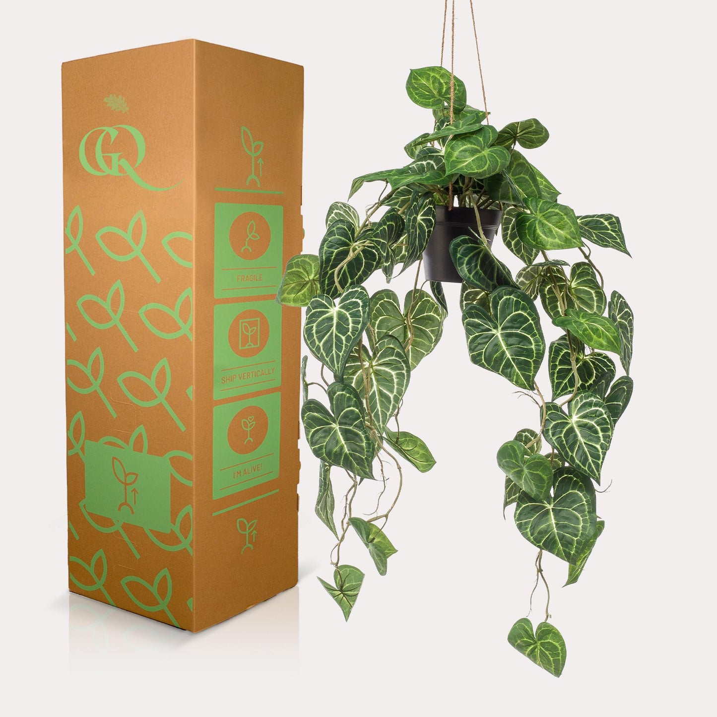 Designpflanze Anthurium Clarinervium