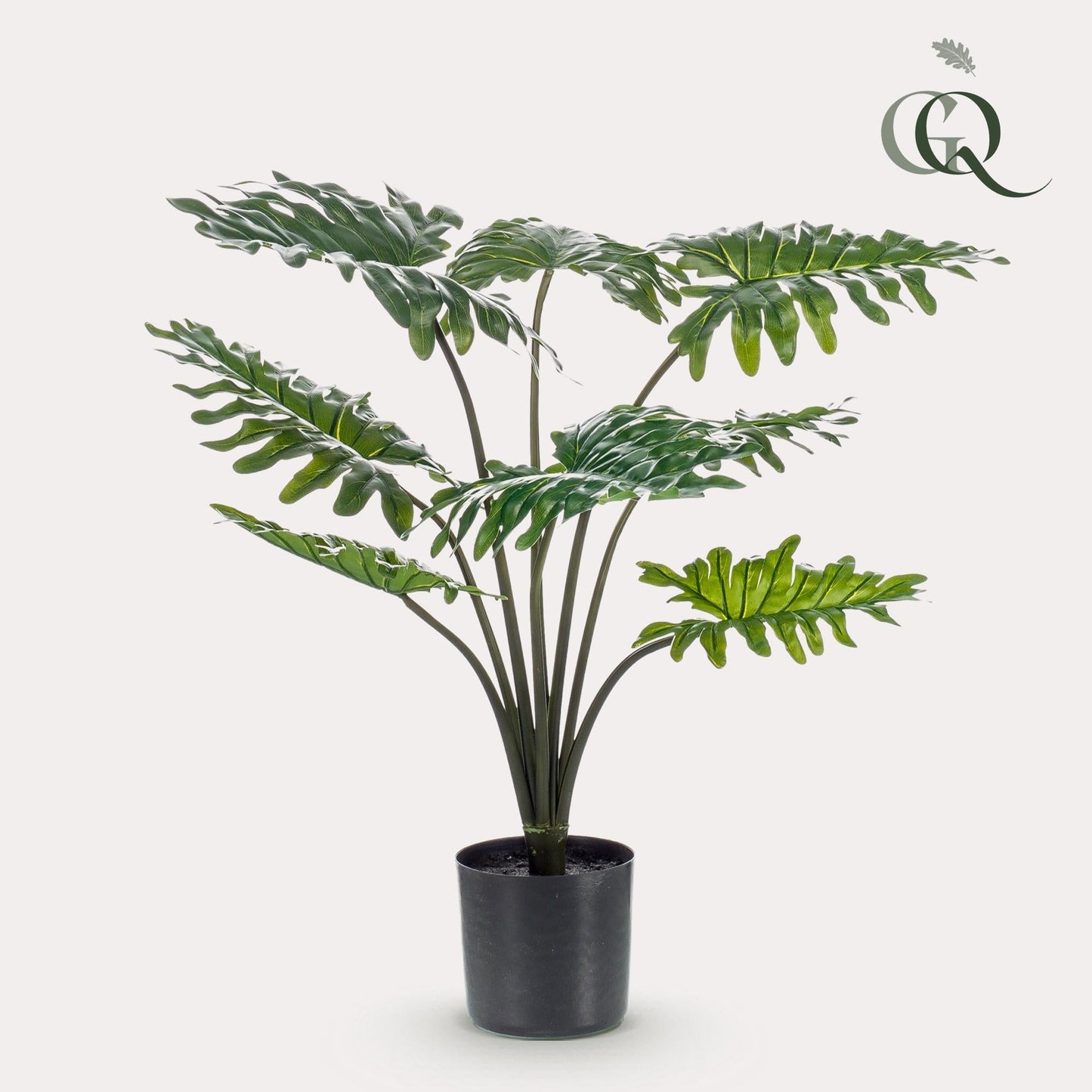 Designpflanze Philodendron