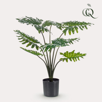 Designpflanze Philodendron