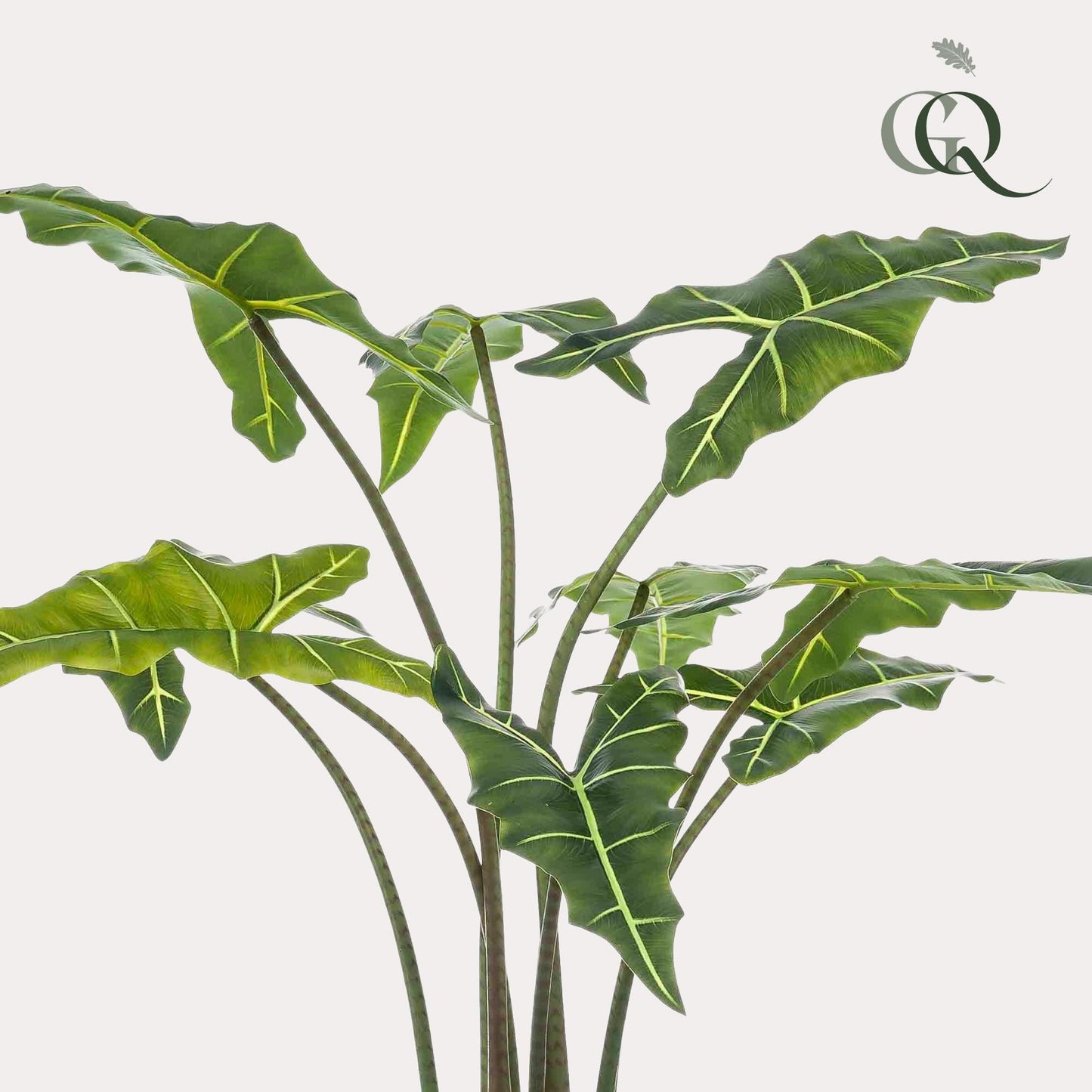Designpflanze Alocasia Frydek