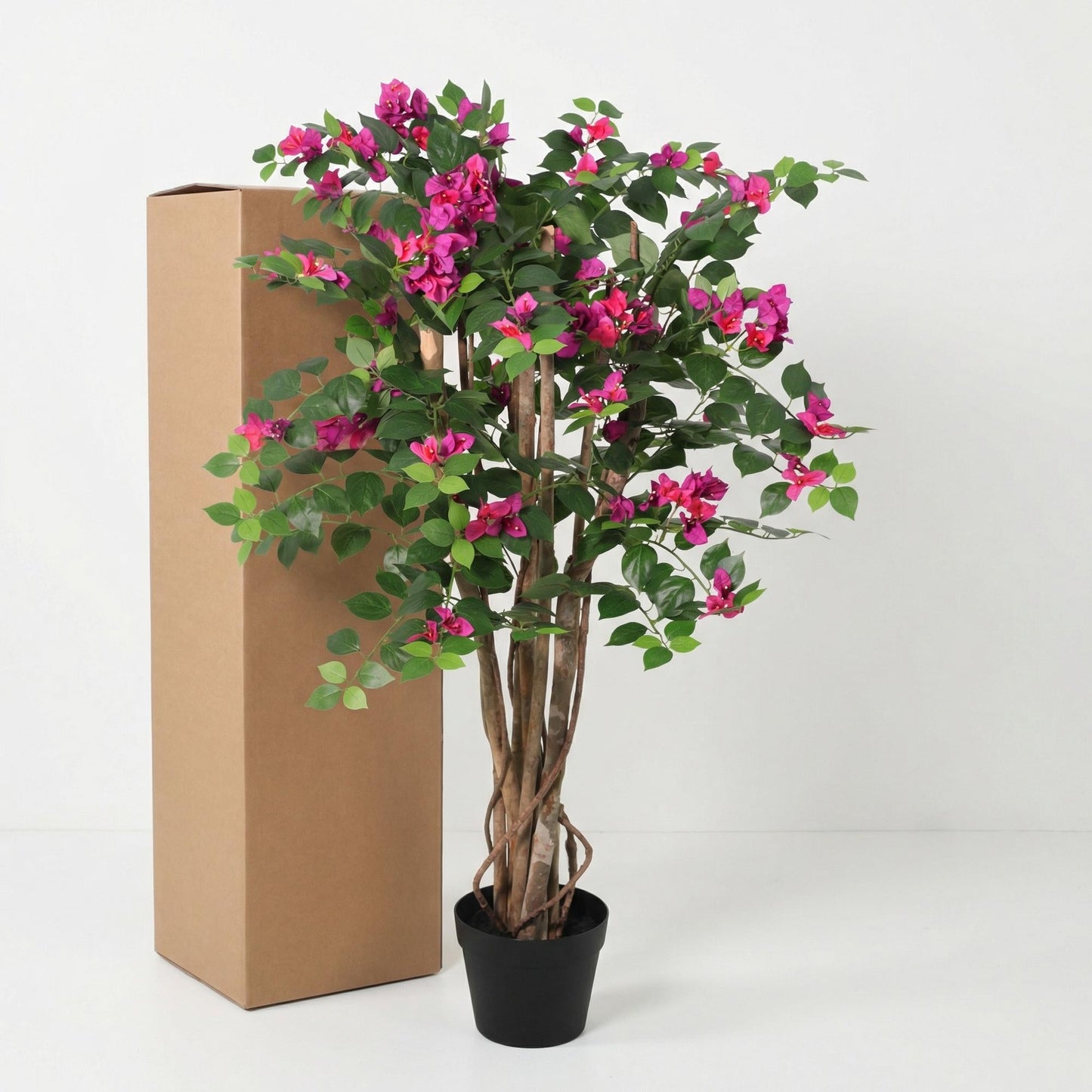 Designpflanze Bougainville