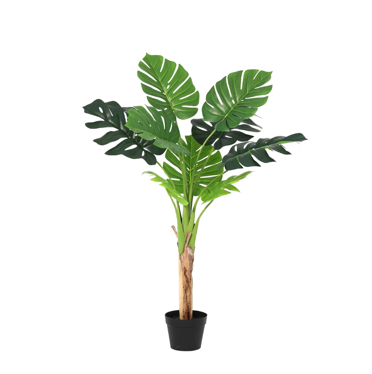 Designpflanze Monstera Deliciosa