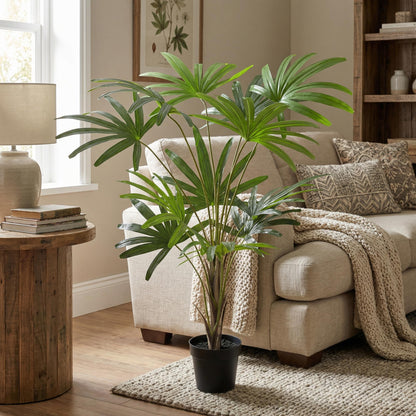 Designpflanze Rhapis Excelsa Fächerpalme