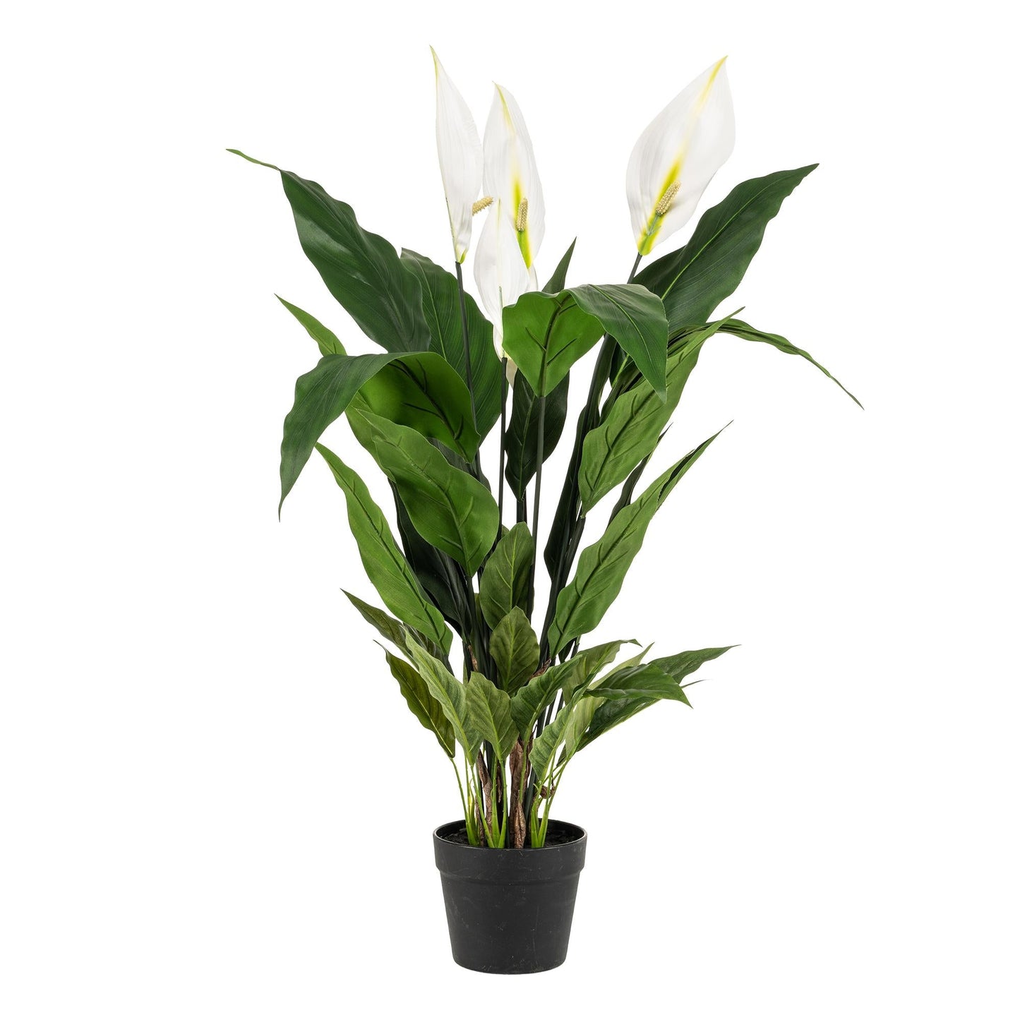 Designpflanze Spathiphyllum Lepelplant