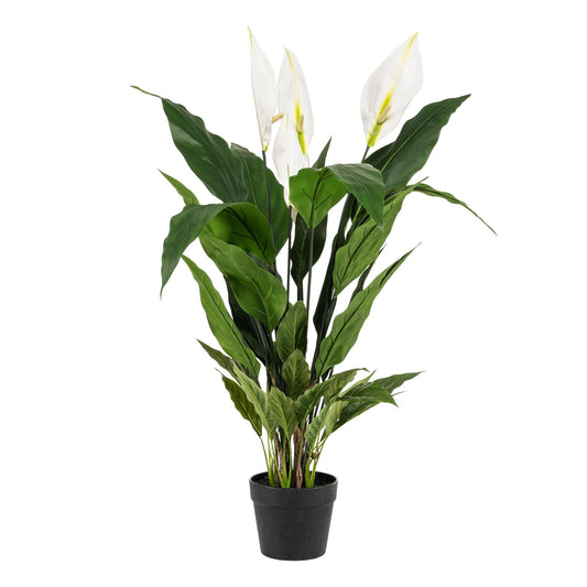 Designpflanze Spathiphyllum Lepelplant