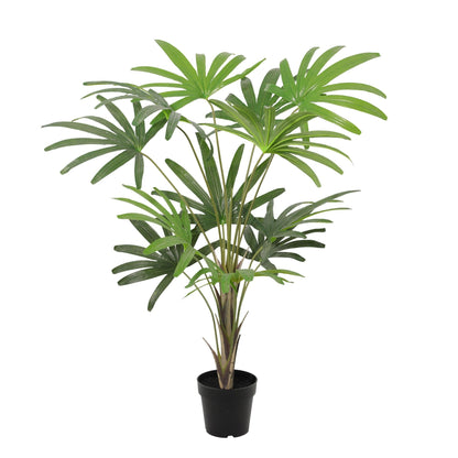 Designpflanze Rhapis Excelsa Fächerpalme