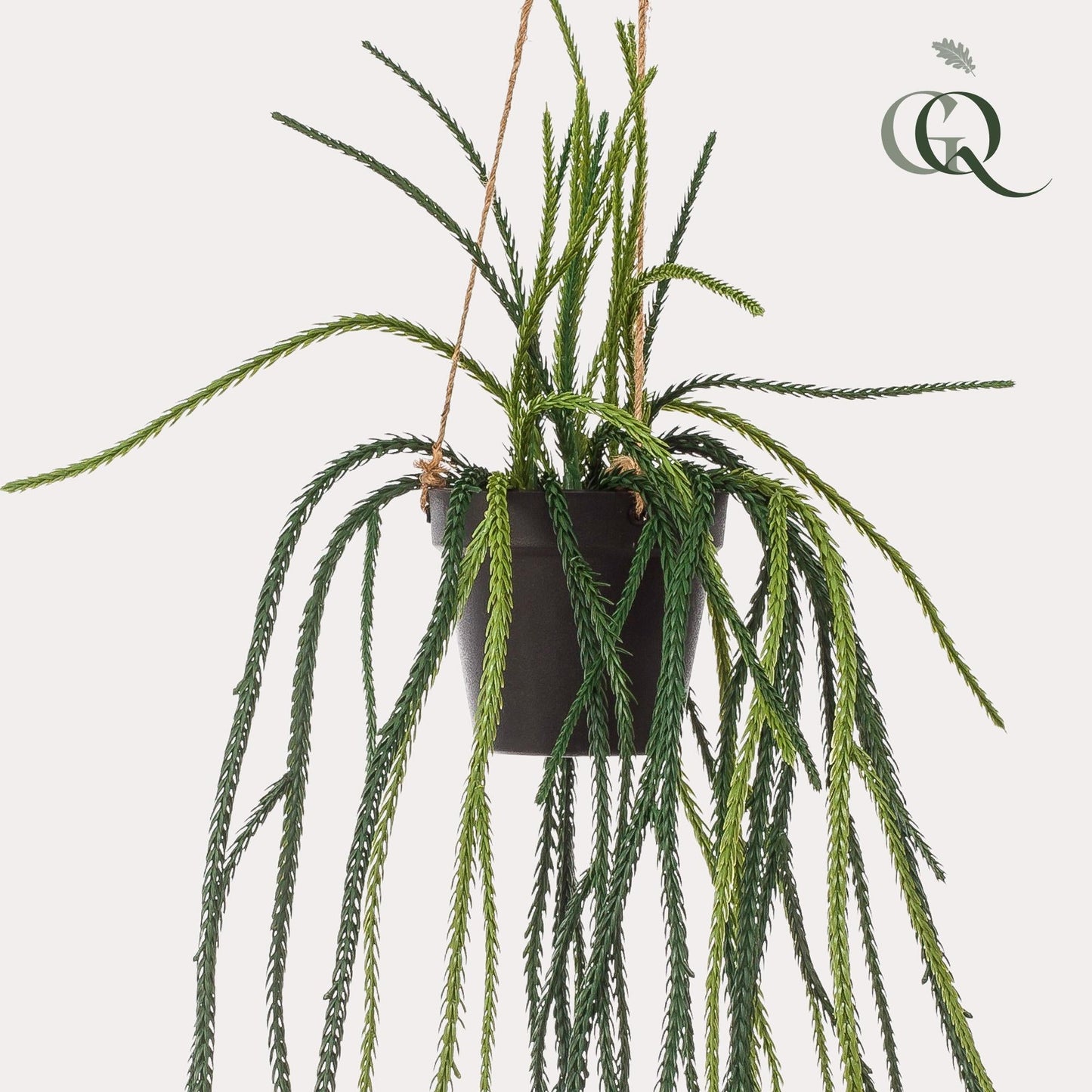 Designpflanze Rhipsalis Korallenkaktus