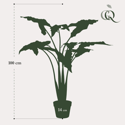 Designpflanze Alocasia Frydek