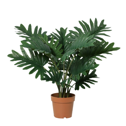 Designpflanze Philodendron Selloum