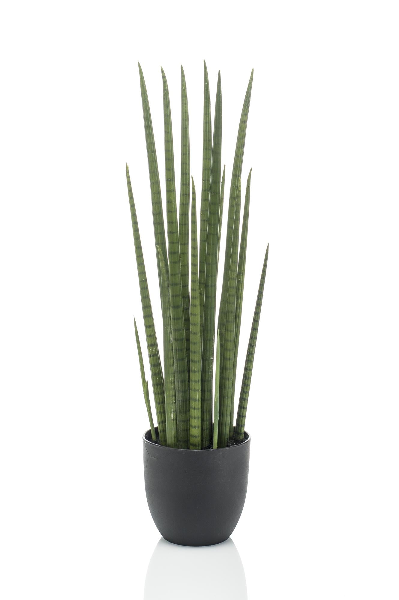 Designpflanze Sansevieria Cylindrica Frauenzunge