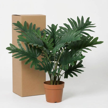 Designpflanze Philodendron Selloum