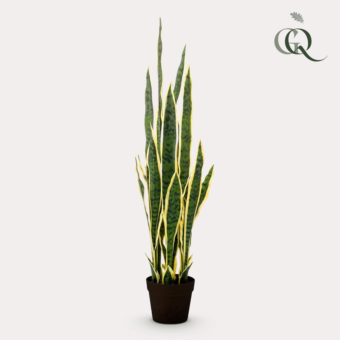 Designpflanze Sanseveria Trifasciata Frauenzunge