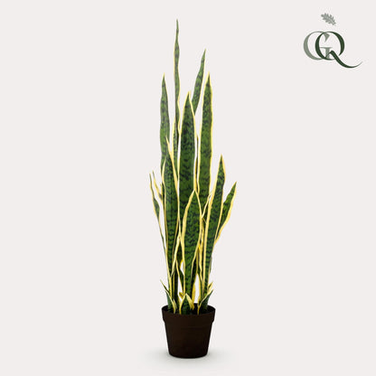 Designpflanze Sanseveria Trifasciata Frauenzunge