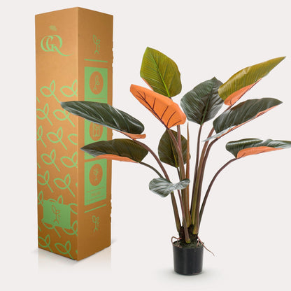 Designpflanze Philodendron