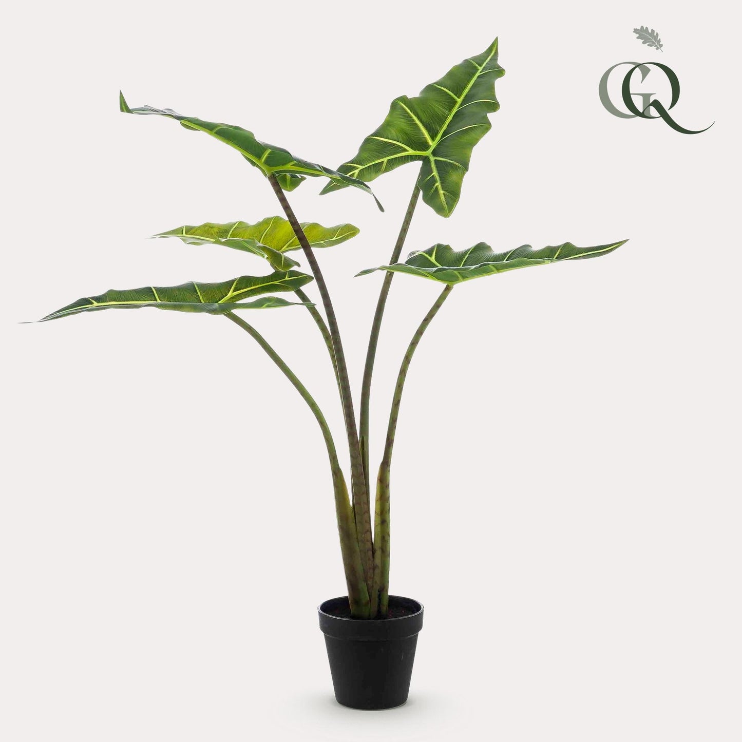 Designpflanze Alocasia Frydek
