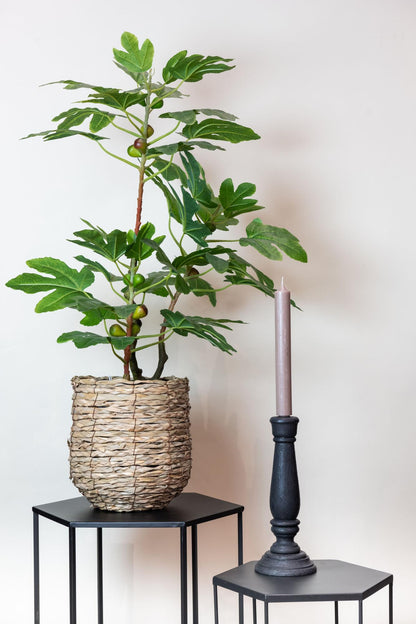 Designpflanze Ficus Carica Feigenbaum