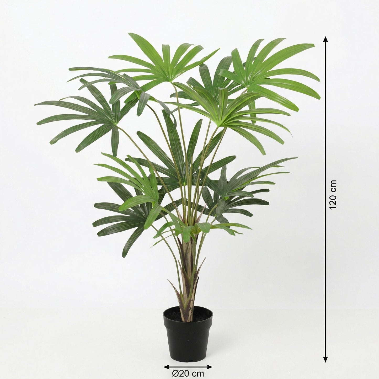 Designpflanze Rhapis Excelsa Fächerpalme