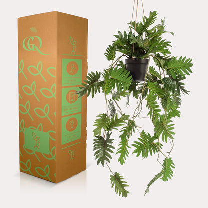 Designpflanze Philodendron