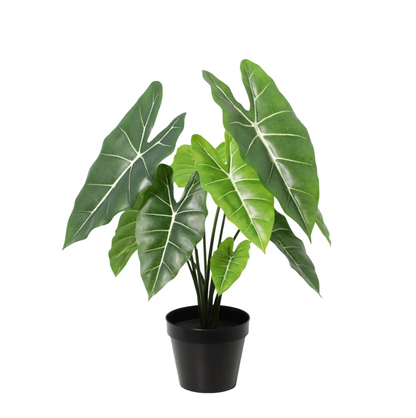 Designpflanze Alocasia Polly
