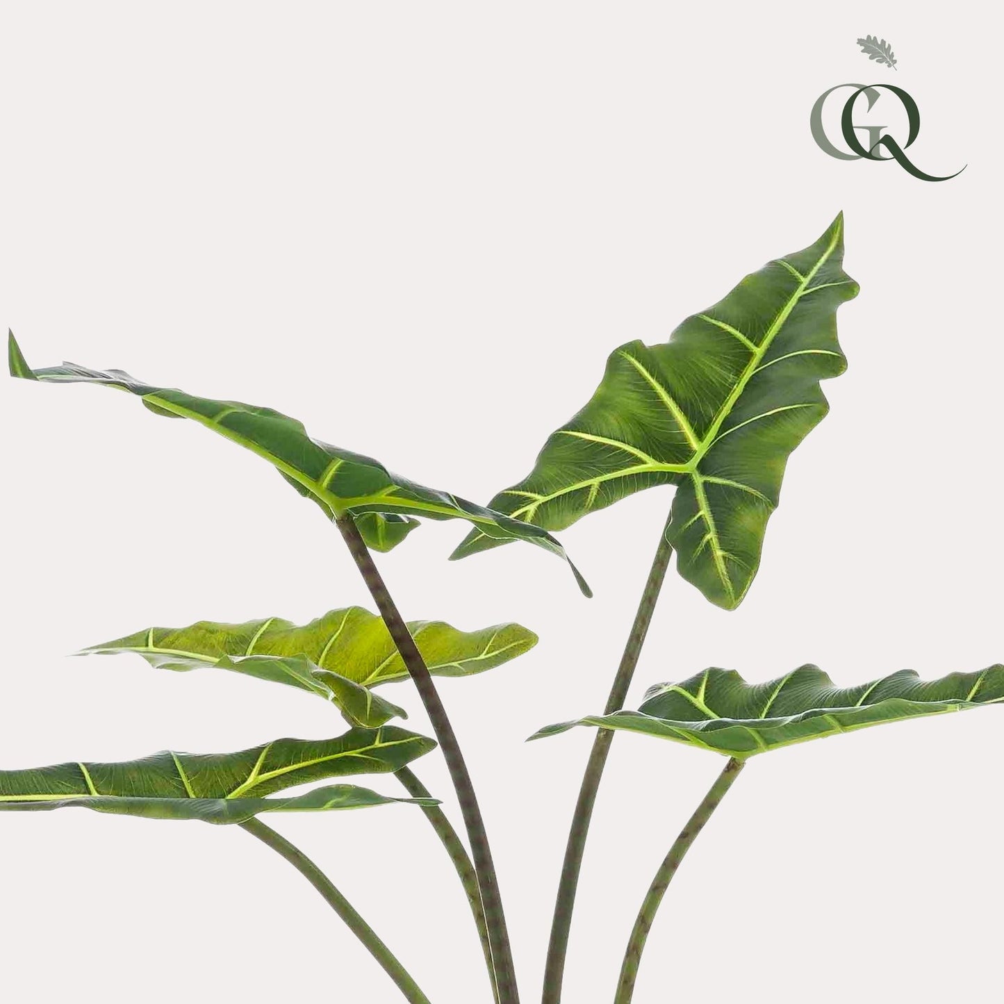 Designpflanze Alocasia Frydek
