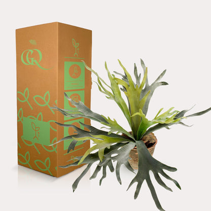 Designpflanze Staghorn Farn (Geweihfarn)